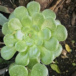 Canary Aeonium