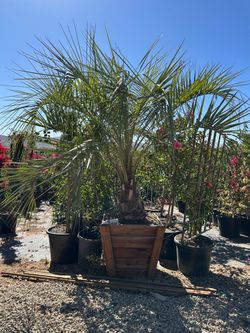 Pindo palm tree 25gal $235, 30” box $550