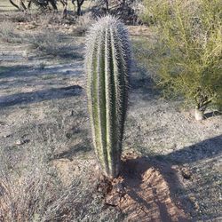 Multiple Saguaro Cactus To Choose From