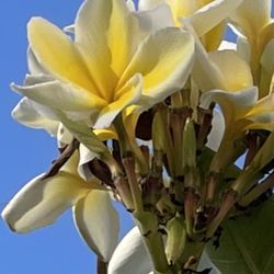 Free Plumeria Seed Pods 