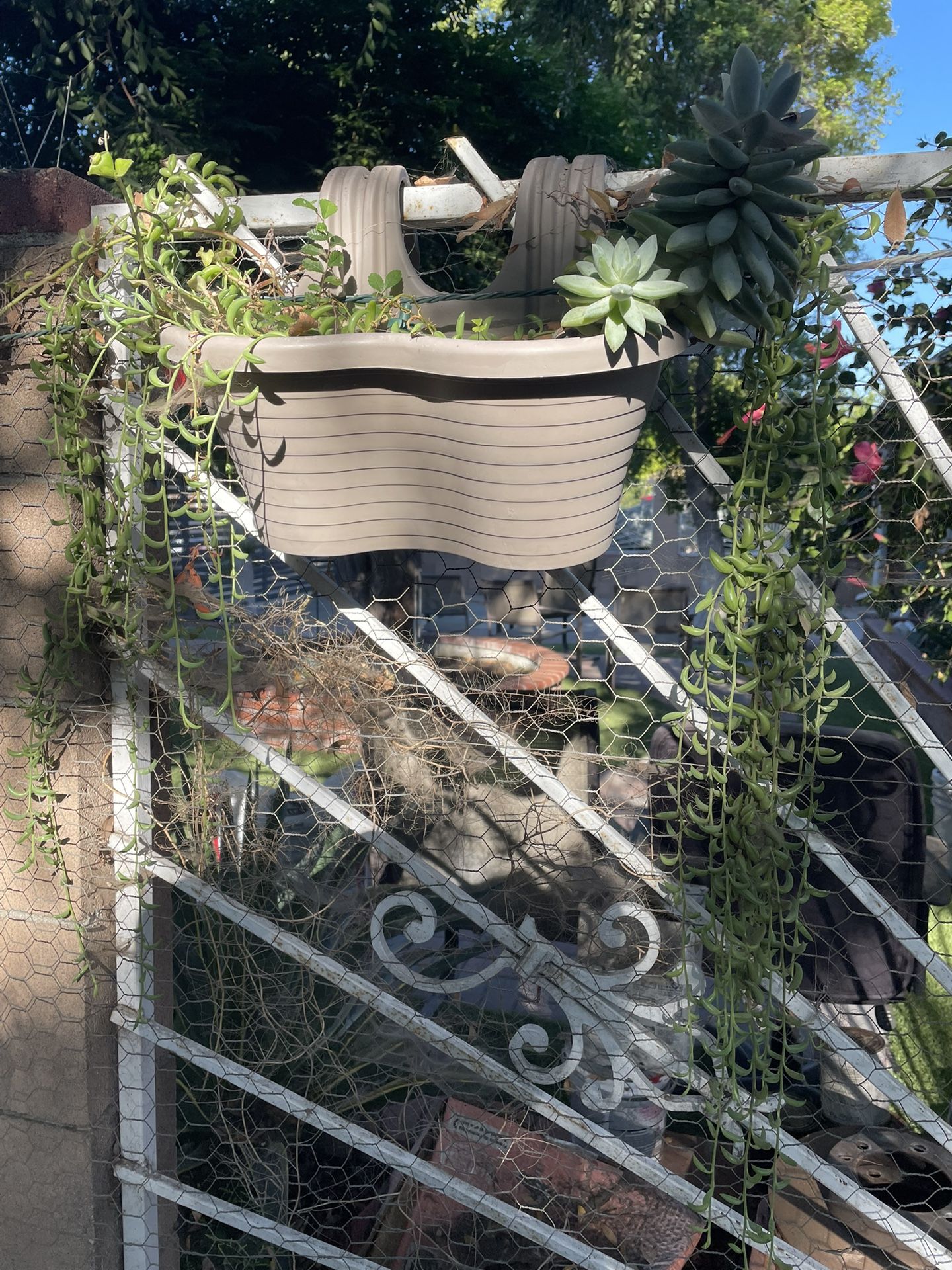 Succulents