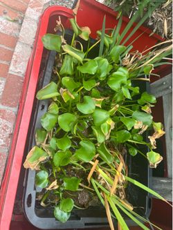 Pond plants