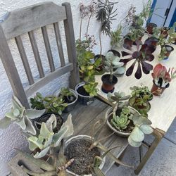 ‼️‼️Moving-out PLANTS SALE! Everything Must Go‼️‼️