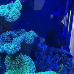 Fish Tank Decor . Rainbow