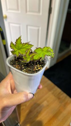 Begonia Live Plant