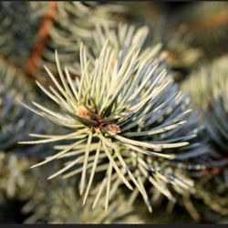 Free Pine Needles For Crafts Etc