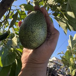 gem avocado