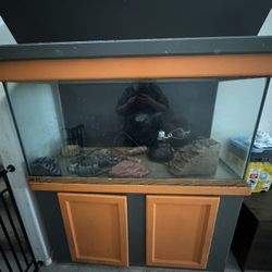 Bearded Dragon Enclosure With Custom Built Stand