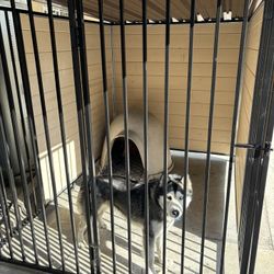 Custom Dog kennel 