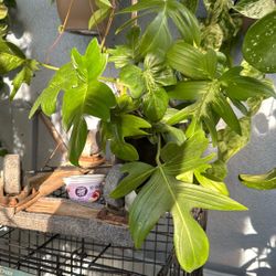 Plants