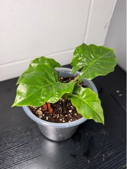 Alocasia Lowrider.