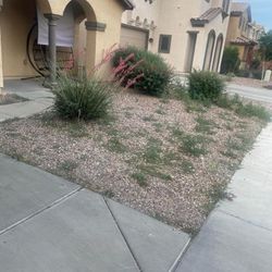 Plants 