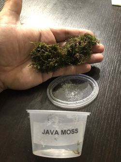 Java Moss - Aquascaping - Aquarium Fish Tank