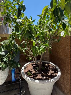 Healthy Blood Orange Tree with Heavy-Duty Pot for Sale