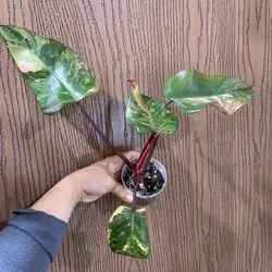 Philodendron Strawberry Shake