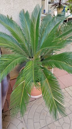 Plant
