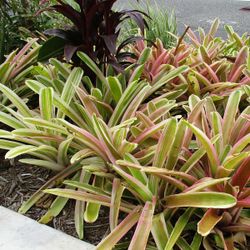 Bromeliad Neoregelia Sheba Plants