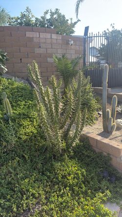 Cactus