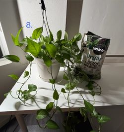 Golden Pothos + Half Bag of Potting Mix
