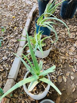 Medicinal Aloe Vera plants