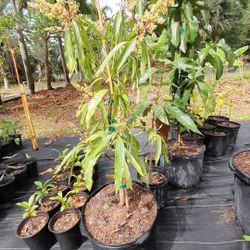 Ice Cream Mango Tree