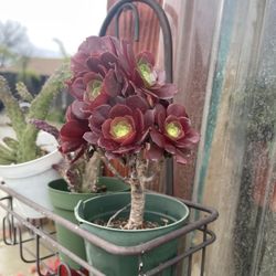 Succulent Plants