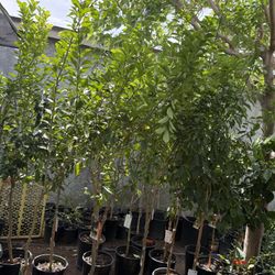 Lime And Lemon 🍋 Lisbon Trees 6F The Tall $69 Each Price Firm
