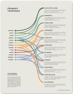 Plant terpene chart 36” x 24”. Beautiful print