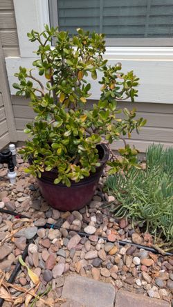 Outdoor plant