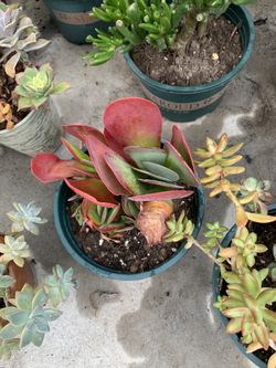 Plants 🪴