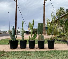Cactus Mix Plants