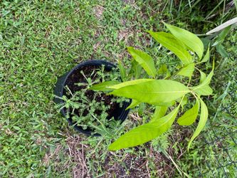 Mango, papaya saplings