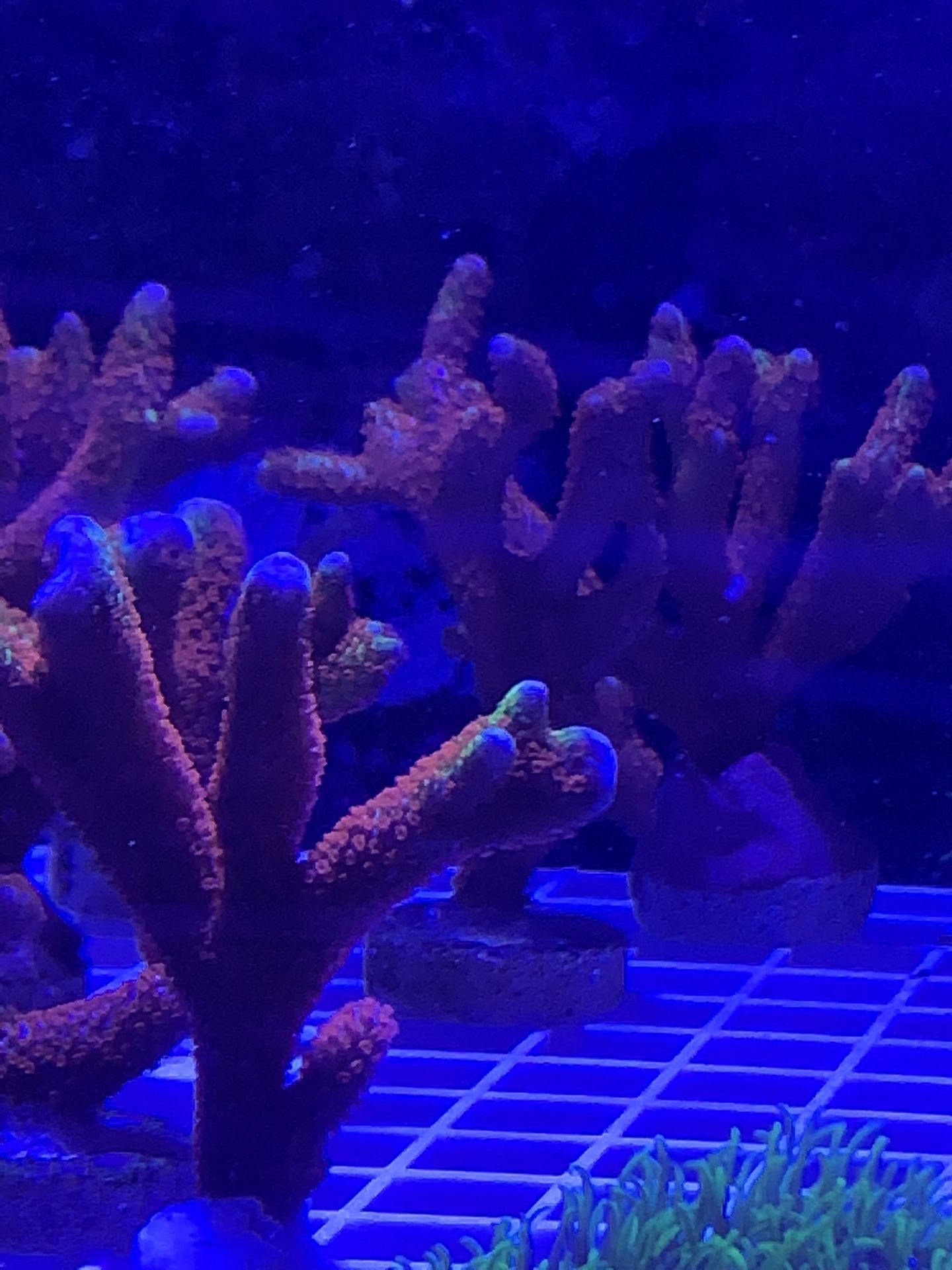 Bubblegum Digit Aquarium Coral Decoration