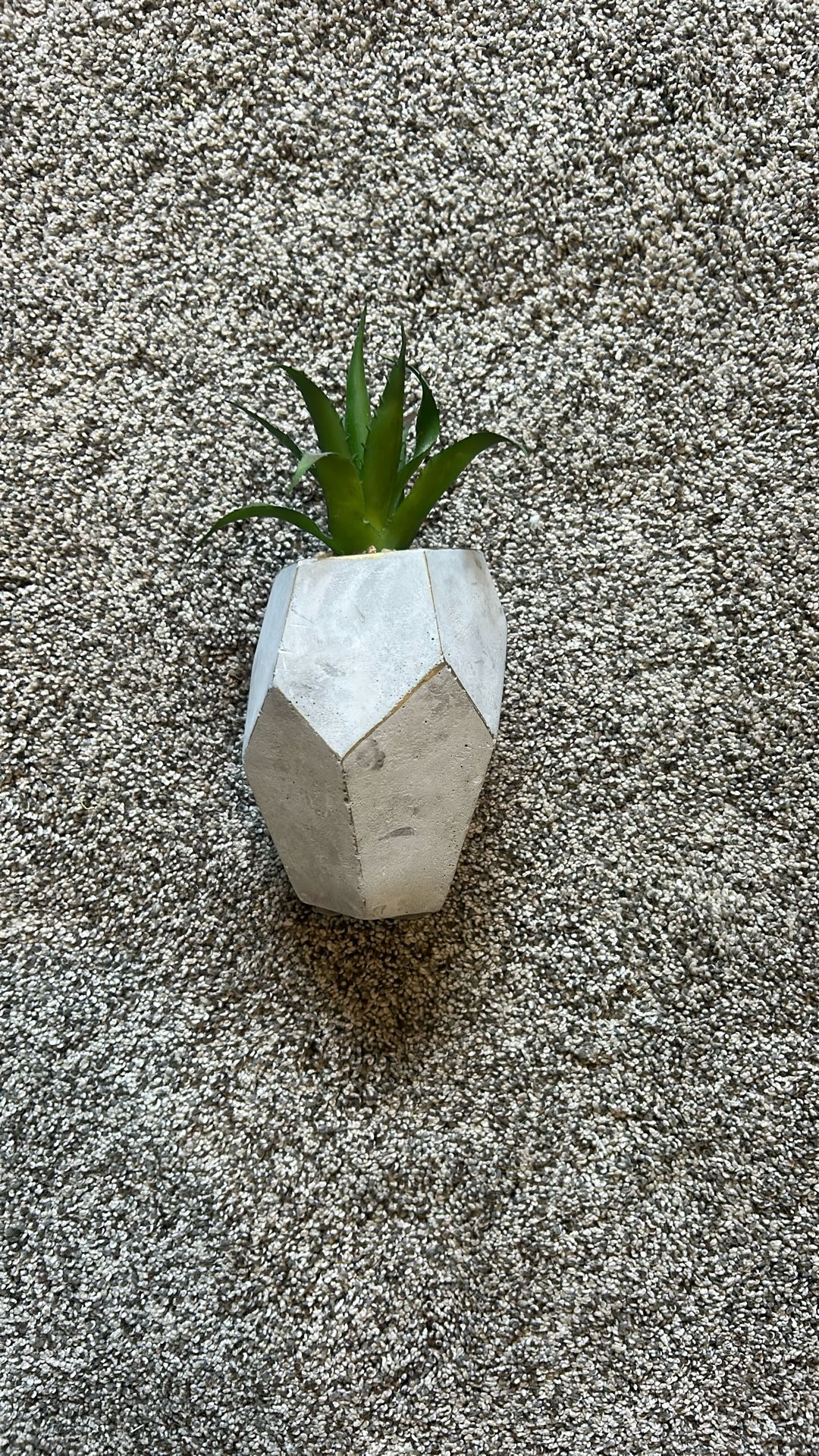 Plants Decor