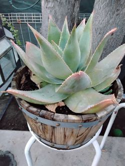 Real plant