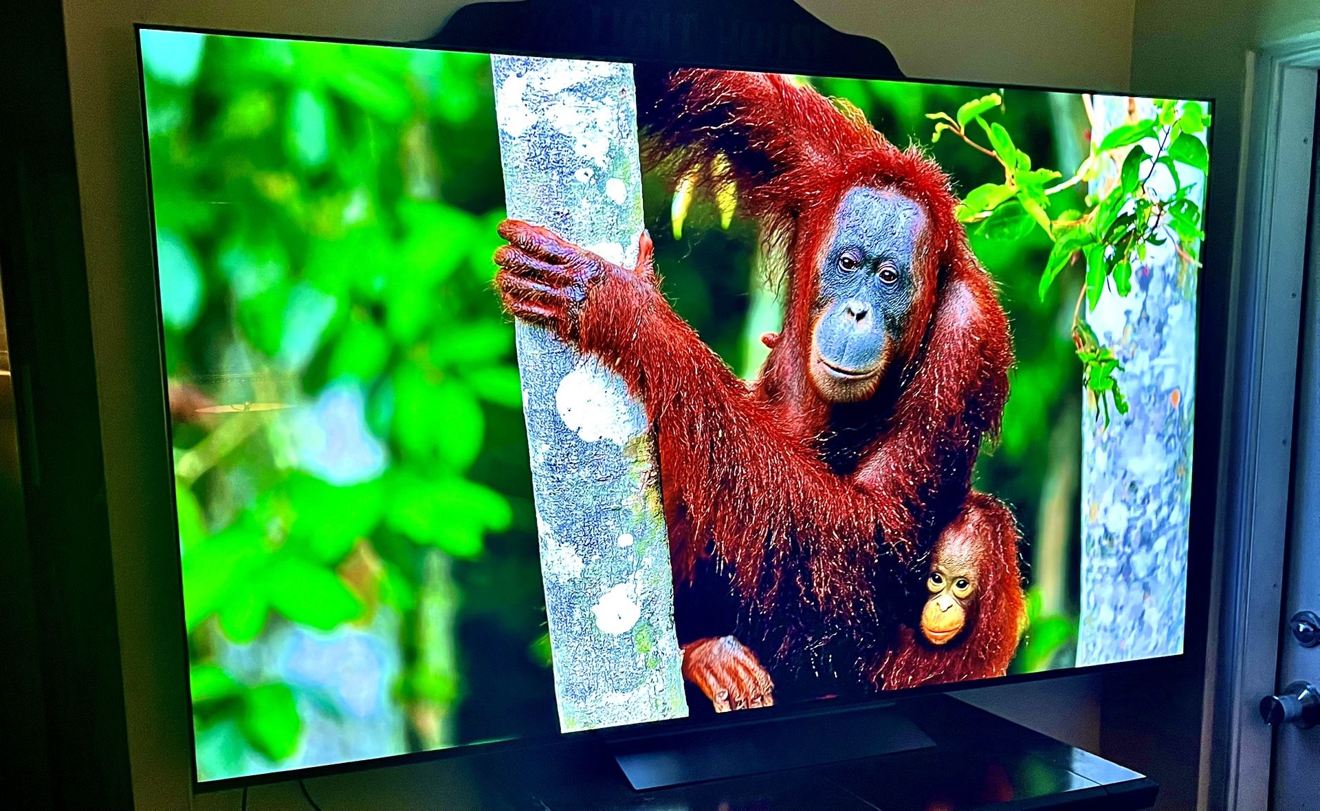 77 OLED TV