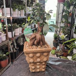 Ginseng Ficus Bonsai Tree