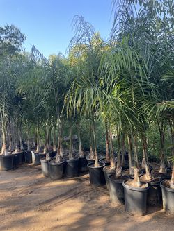 15 Gallon Size - Queen Palm Trees- Approximately 6- 8 feet tall