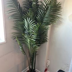 PLANTS AVAILABLE FOR SALE 