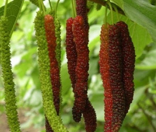 Mulberry Tree