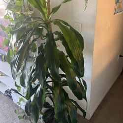 Gorgeous Indoor Tree Plant