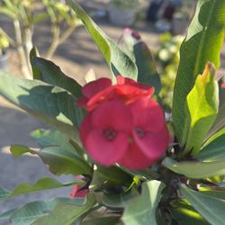 Corona de Cristo flor Rojas flor grande