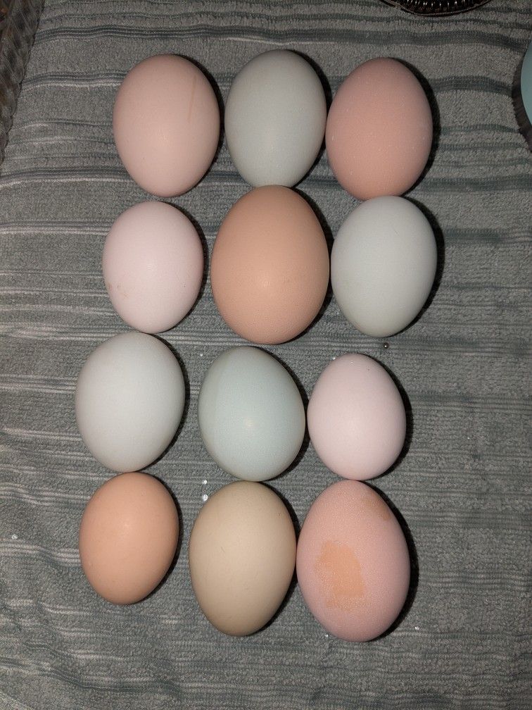 Fresh Eggs (Washed)
