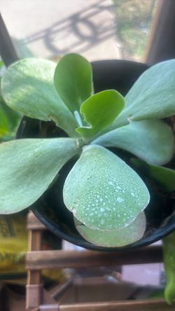 Succulent