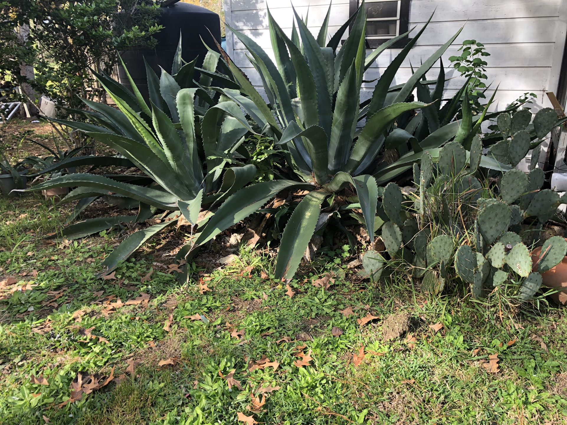 Agave Plants For Trade
