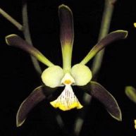 E. Orchid Jungle X E. tempensis Orchid Cross