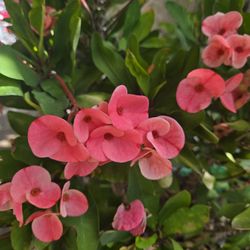 Euphorbia Milli Crown Of Thorns Large Flowers Pink/ Corona De Cristo Flor Grande Rosita