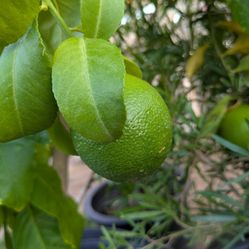 $275 Each Arizona Grown Citrus Trees 25gal 
