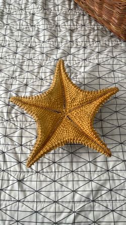 Star Fish