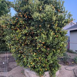 Calamansi